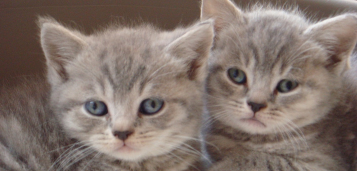 Kittens